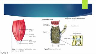 Alevel PE  Proprioceptive Neuromuscular Facilitation  Anatomy amp Physiology [upl. by Odla]