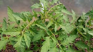 Tomato plants and signs of overwatering [upl. by Asille18]