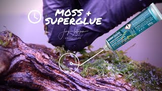 How to attach MOSS with SUPERGLUE  rare Takashi Amano moss trick [upl. by Vivle]