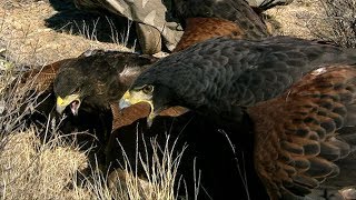 Harris Hawks Hunt Together  Deadly 60  BBC Earth Explore [upl. by Dyann]