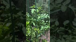 How to Keeping chipmunks squirrel and deer off my tomatoes [upl. by Lacee795]