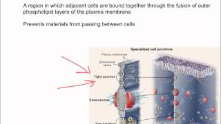 Intercellular Junctions [upl. by Ylle]