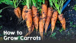 How to Grow Carrots from Seed to Harvest [upl. by Hett119]