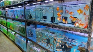 Aqua Planet Aquarium Fish Shop [upl. by Bouley]