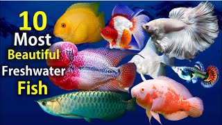 10 Most Beautiful Freshwater Fish for Aquarium [upl. by Nomelif]