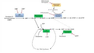 Pyrimidine Synthesis and Salvage Pathway [upl. by Llewellyn]