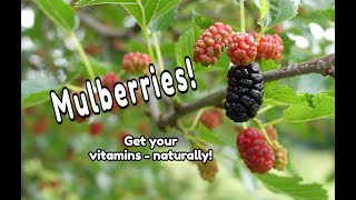 Mulberry Tree Identification and Nutrients [upl. by Toor]