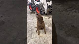 Chesapeake Bay Retriever Howling [upl. by Earized]