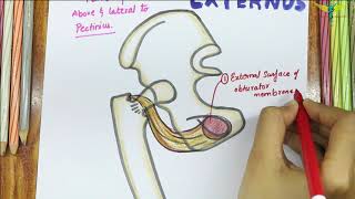 Obturator Externus  Muscle  Origin  Insertion  Nerve supply  Actions [upl. by Vinay]