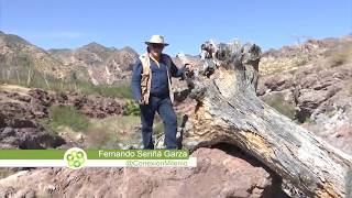 El oasis del Desierto de Sonora  Conexión Milenio [upl. by Coryden]