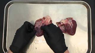 Pig Heart Dissection [upl. by Wang]