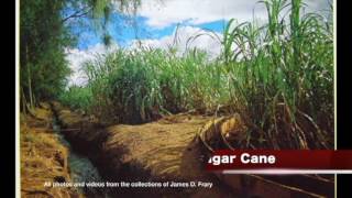 Modeling a Sugar Cane Railroad [upl. by Buyer]