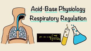 Acid Base Physiology  Part Two  Respiratory Regulation  Respiratory Physiology [upl. by Imled]