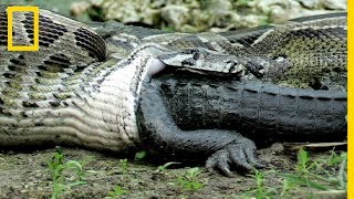 Rare  Ce python avale un alligator vivant [upl. by Landers]