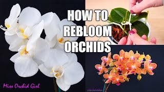 Orchid Care for Beginners  How to make Phalaenopsis Orchids rebloom  Spot amp shape flower spikes [upl. by Tlihcox]