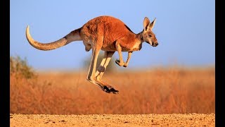 Kangaroo  Australian Kangaroos Documentary Kangaroo Life [upl. by Fisuoy]