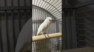 Happy Goffins Cockatoo Dancing [upl. by Essila530]