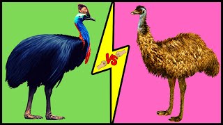 CASSOWARY vs EMU Comparison Who Would Win a Fight [upl. by Ssirk145]