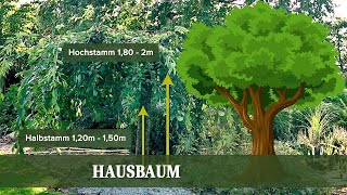 Gartenplanung Hausbaum  Welcher Baum ist der richtige [upl. by Ahsirpac]