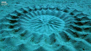 Pufferfish Love Explains Mysterious Underwater Circles [upl. by Notlad]