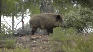 Montería de Jabalíes en Cuenca 💥🐗 ALUCINANTE  GRANDES JABALIES [upl. by Anma588]