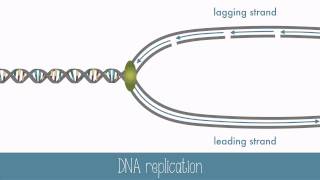 DNA Replication [upl. by Akerehs]