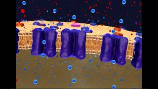 Resting Membrane Potential [upl. by Jankell]