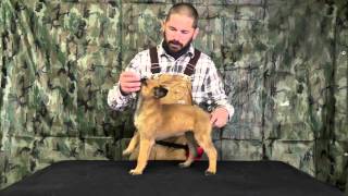 Malinois Puppy Training Lesson One [upl. by Luedtke]