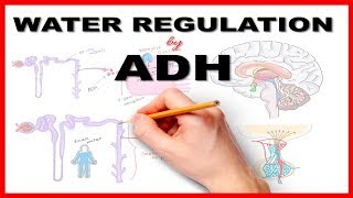 Water Regulation by Antidiuretic Hormone ADH [upl. by Adila]