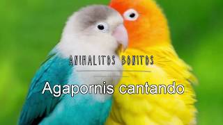 AGAPORNIS Cantando 😍ESTIMULA el CANTO 🔑💯 [upl. by Yenruoj]