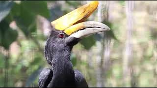 Rhinoceros Hornbill Calls [upl. by Hpesoy]