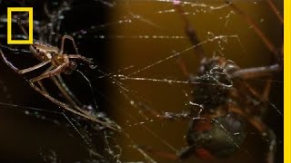 Deadly Cousin The Redback Spider  National Geographic [upl. by Arded232]