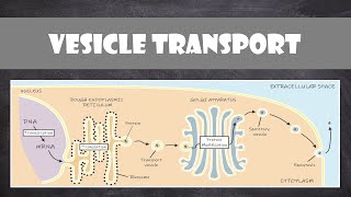 Vesicle Transport within Cells  Cell Biology [upl. by Efal]