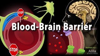 Blood Brain Barrier Animation [upl. by Aggappera]