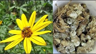 Harvesting Jerusalem Artichoke Tubers Helianthus tuberosus [upl. by Corbett167]