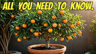 How to Plant a Mandarin Orange Tree in a Pot Growing Tips amp More [upl. by Adelice]