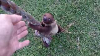 Baby Sloth Learning to Climb [upl. by Reh]