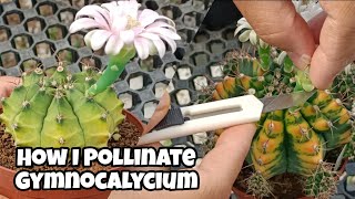 How to Pollinate Gymnocalycium [upl. by Tuinenga]