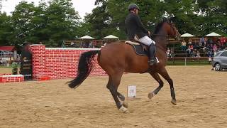 Horses  Extreme ShowJumping  200 cm [upl. by Arihsa]