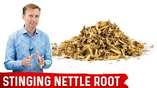 5 Benefits of Stinging Nettle Root [upl. by Kumar]