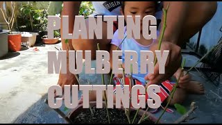 Planting Mulberry Urban Gardening [upl. by Nerissa]