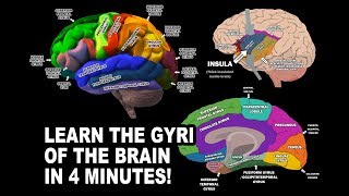 GYRI OF THE BRAIN  LEARN IN 4 MINUTES [upl. by Maillil78]