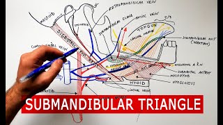 Submandibular triangle  boundaries amp contents  Anatomy Tutorial [upl. by Kean]