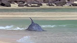 Hydroplaning Dolphins  Planet Earth  BBC Studios [upl. by Teiv877]