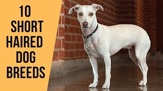 10 Amazing Short Haired Dog Breeds [upl. by Pentheas]