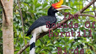 The Sounds of Hornbill Birds [upl. by Wright]