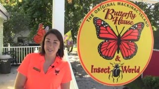 Original Mackinac Island Butterfly House and Insect Museum [upl. by Dorin]