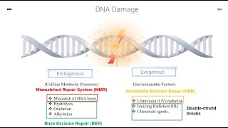 DNA Repair Mechanisms Part 1 [upl. by Robaina]