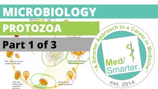 Protozoa  Microbiology  USMLE STEP 1  Part 1 of 3 [upl. by Gal290]