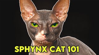 Sphynx Cat 101  Must Watch BEFORE Getting One [upl. by Yellat446]